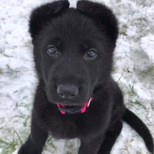 Meet your Posher, Ashlynn